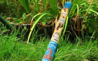 didjeridu